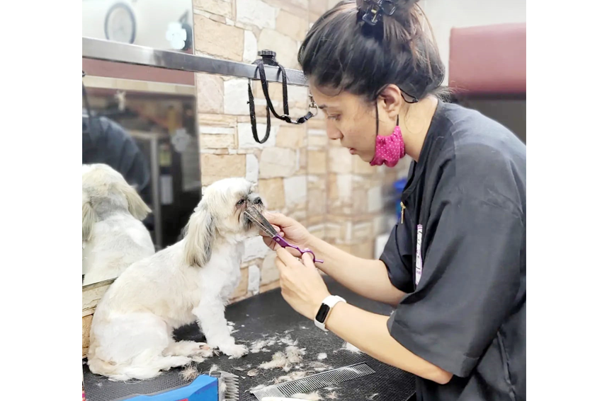 pet-pamperer-pet-salon-and-academy